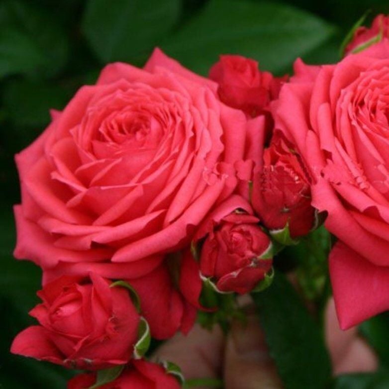 Tüplü Çok Goncalı Yediveren Florence Çok Goncalı Gül Fidanı