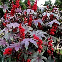 Ricinus Communis Kene Çiçeği Tohumu (500 tohum)