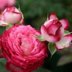 Tüplü Çok Goncalı Soğuklara Dayanıklı Yediveren Nicole FC Gül Fidanı