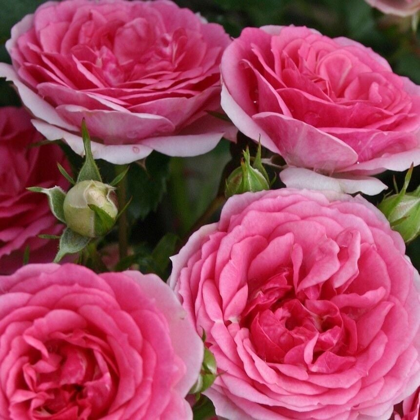 Tüplü Yediveren Çok Goncalı Soğuklara Dayanıklı Royal Gül Fidanı