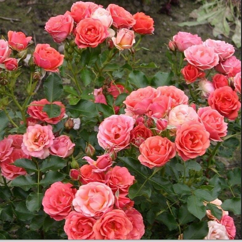 Tüplü Salmon Yediveren Çok Goncalı Masal Gülü Fidanı