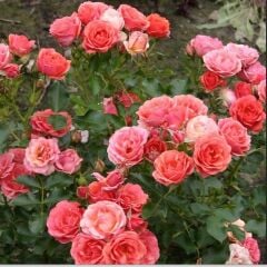 Tüplü Salmon Yediveren Çok Goncalı Masal Gülü Fidanı