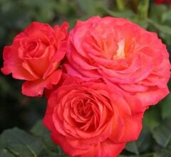 Tüplü Vulcano Yediveren Çok Goncalı Masal Gülü Fidanı