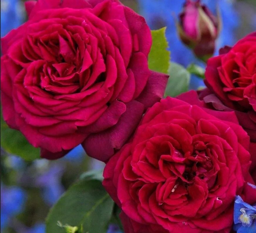 Tüplü Soğuklara Dayanıklı İri Goncalı Katmerli Carmine Yediveren Gül Fidanı