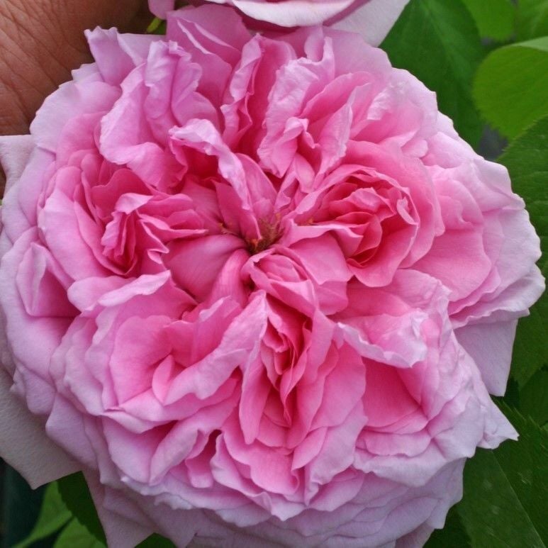 Tüplü Soğuklara Dayanıklı İri Goncalı Pembe Canina Yediveren Gül Fidanı