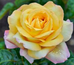 Tüplü Yediveren Kokulu Soğuklara Dayanıklı Amazon Yediveren Gül Fidanı