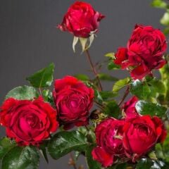 Tüplü Yediveren Kokulu Soğuklara Dayanıklı Traumfrau Yediveren Gül Fidanı