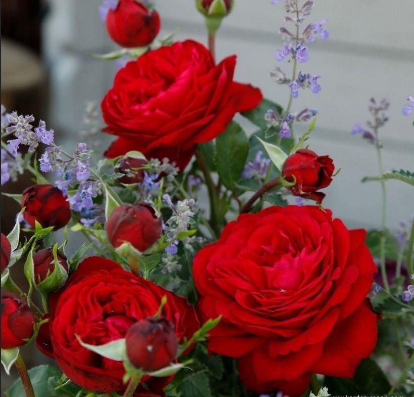 Tüplü Katmerli Soğuklara Dayanıklı Yediveren Çok Goncalı Tiamo Gül Fidanı