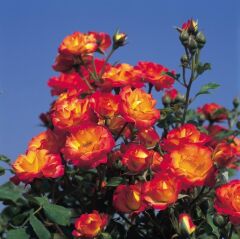 Tüplü Soğuklara Dayanıklı Taifun Yediveren Alman Gül Fidanı