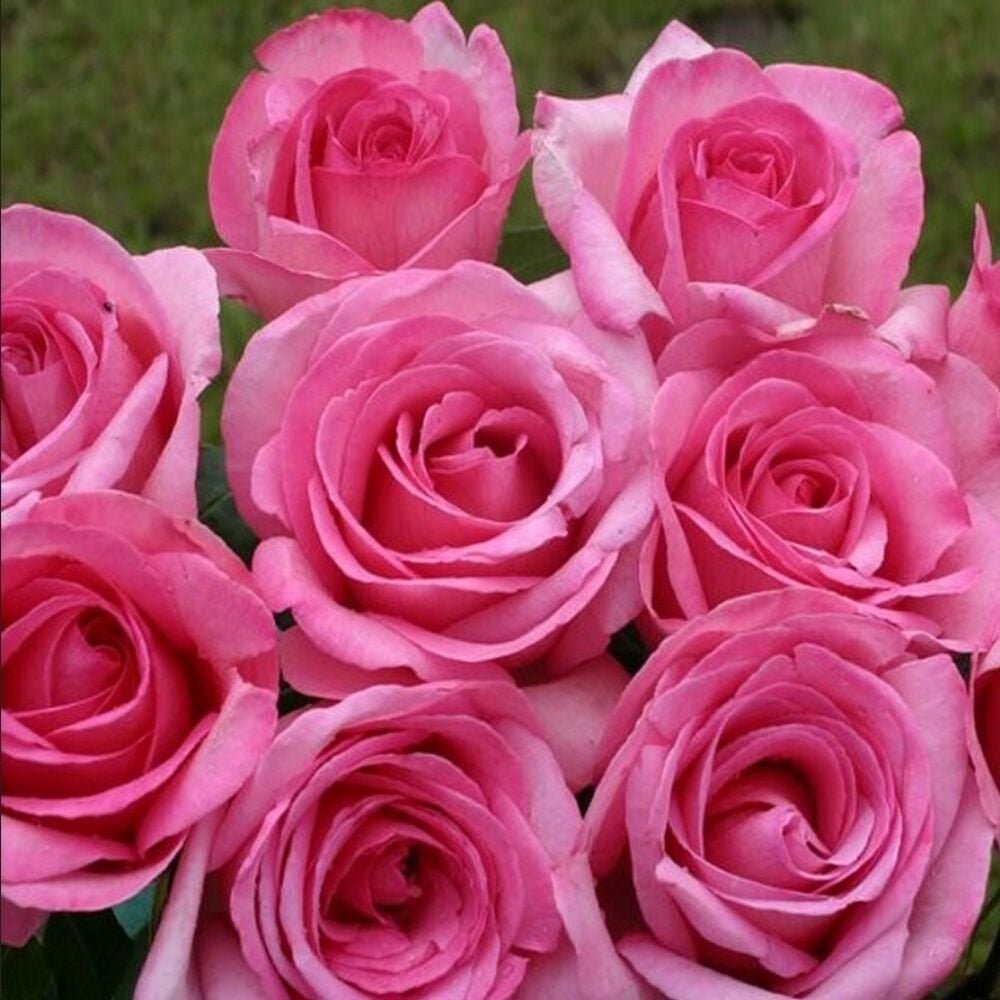 Tüplü Soğuklara Dayanıklı Yediveren Sweet Parole Yoğun Kokulu Gül Fidan