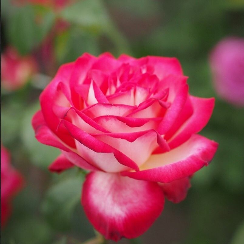 Tüplü Soğuklara Dayanıklı Neue Revue Yediveren Yoğun Kokulu Gül Fidanı