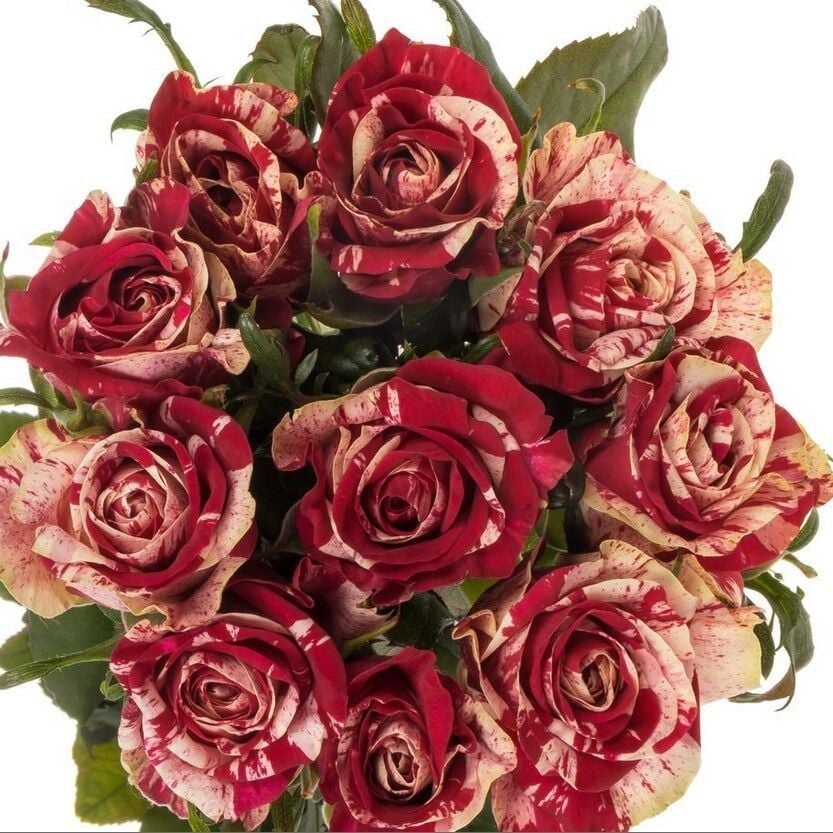 Tüplü Yediveren Çift Renkli Bordo Harlequin Yediveren Soğuklara Dayanıklı Gül Fidanı