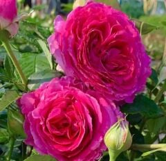 Tüplü Yoğun Kokulu Yediveren Fraulein Maria Yoğun Kokulu Gül Fidanı