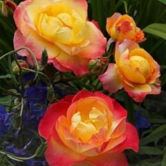 Tüplü Kokulu Yediveren Flaming Star Gül Fidanı