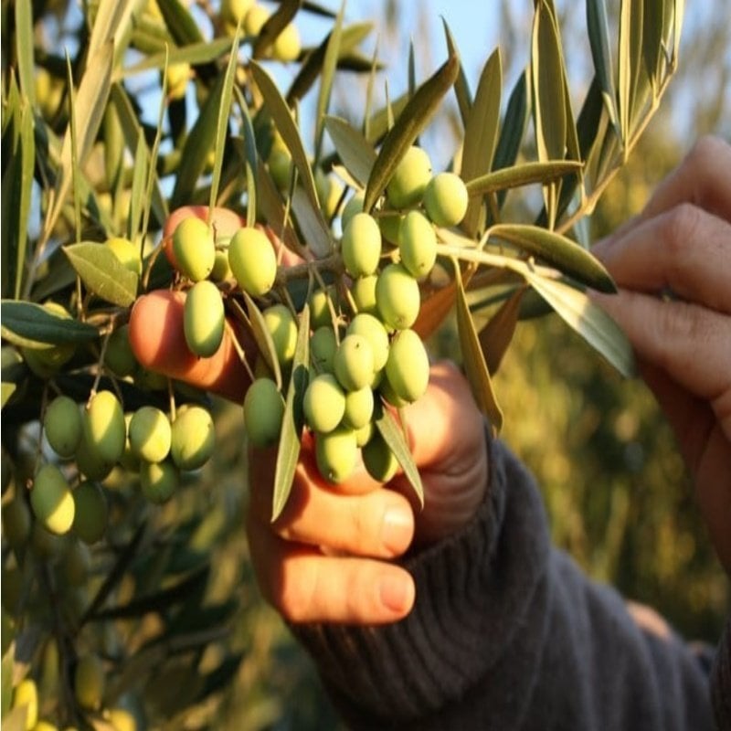 Tüplü İspanyol Arbequina Erken Verime Yatan Bodur Zeytin Fidanı 1 Yaşında