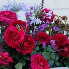 Tüplü Yediveren Kordes Bellevue Yoğun Kokulu Gül Fidanı