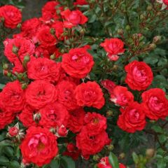 Tüplü Yer Örtücü Soğukklara Dayanıklı Zwergenfee Yediveren Gül Fidanı