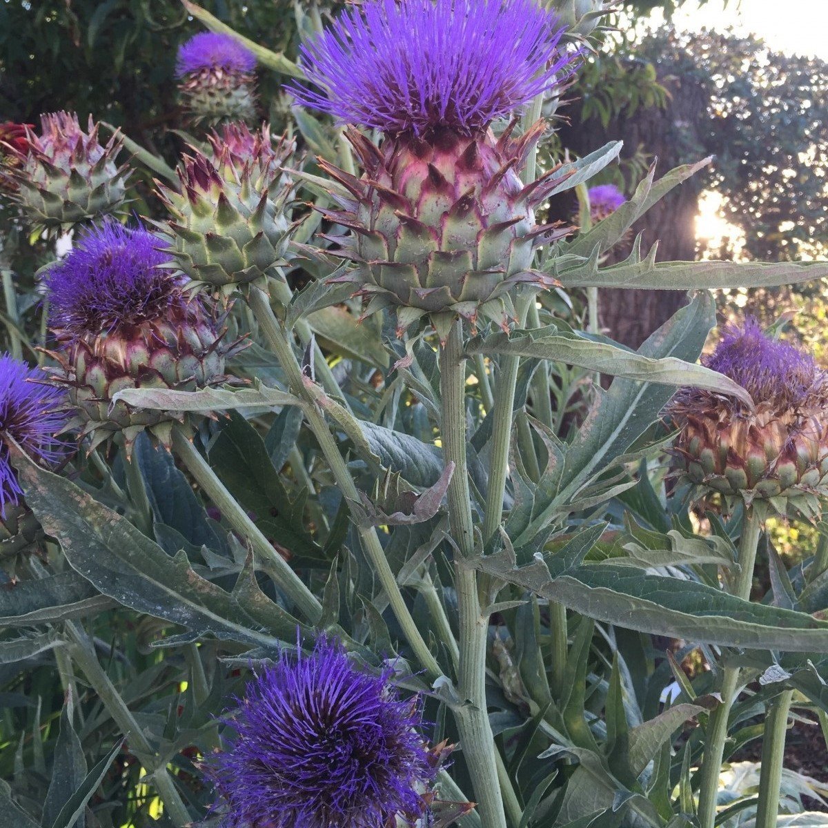 Kenger Otu(Cynara Cardunculus) Tohumu(5 tohum)