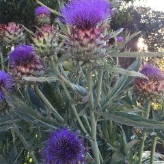 Kenger Otu(Cynara Cardunculus) Tohumu(5 tohum)