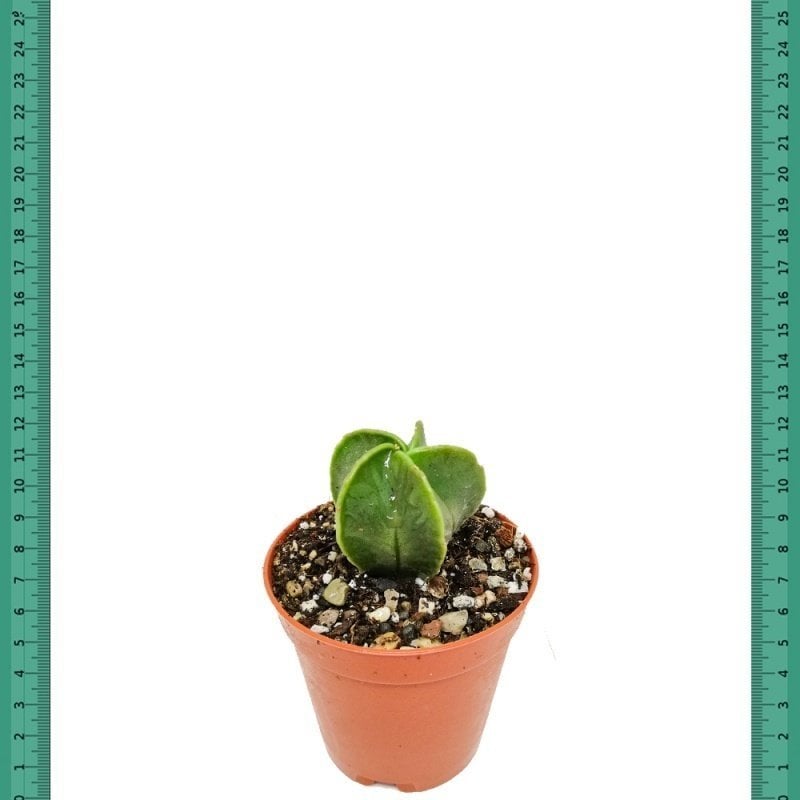 Nadir Çeşit Astrophytum Nudum Kaktüs (Mini Saksıda)