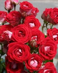 Tüplü Nadir Kokulu Rose Schöne Koblenzerin Yediveren Gül Fidanı