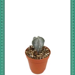 Koleksiyonluk Astrophytum Coahuilese Kaktüs (Mini Saksıda)