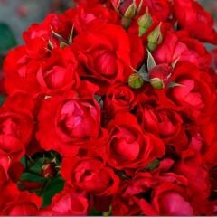 Tüplü Kokulu Yer Örütücü Soğuklara Dayanıklı Schloss Mannheim Yediveren Gül Fidanı