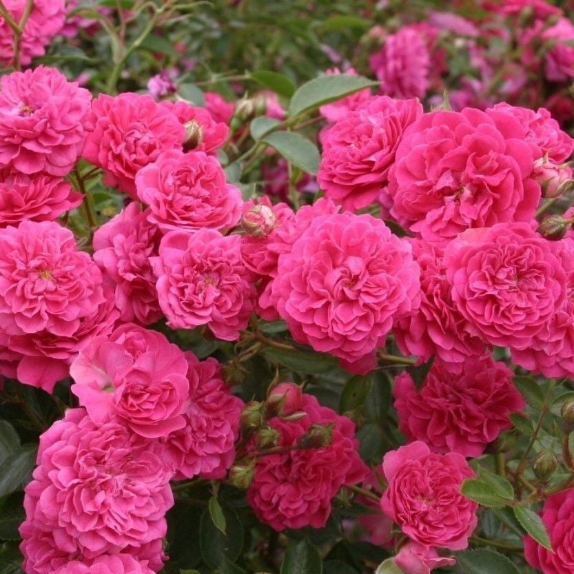 Tüplü Kokulu Çok Goncalı Yayılıcı Kokulu Roxy Soğuklara Dayanıklı Gül Fidanı