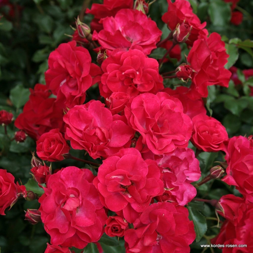 Tüplü Kokulu Çok Goncalı Yayılıcı Rotilia Soğuklara Dayanıklı Gül Fidanı