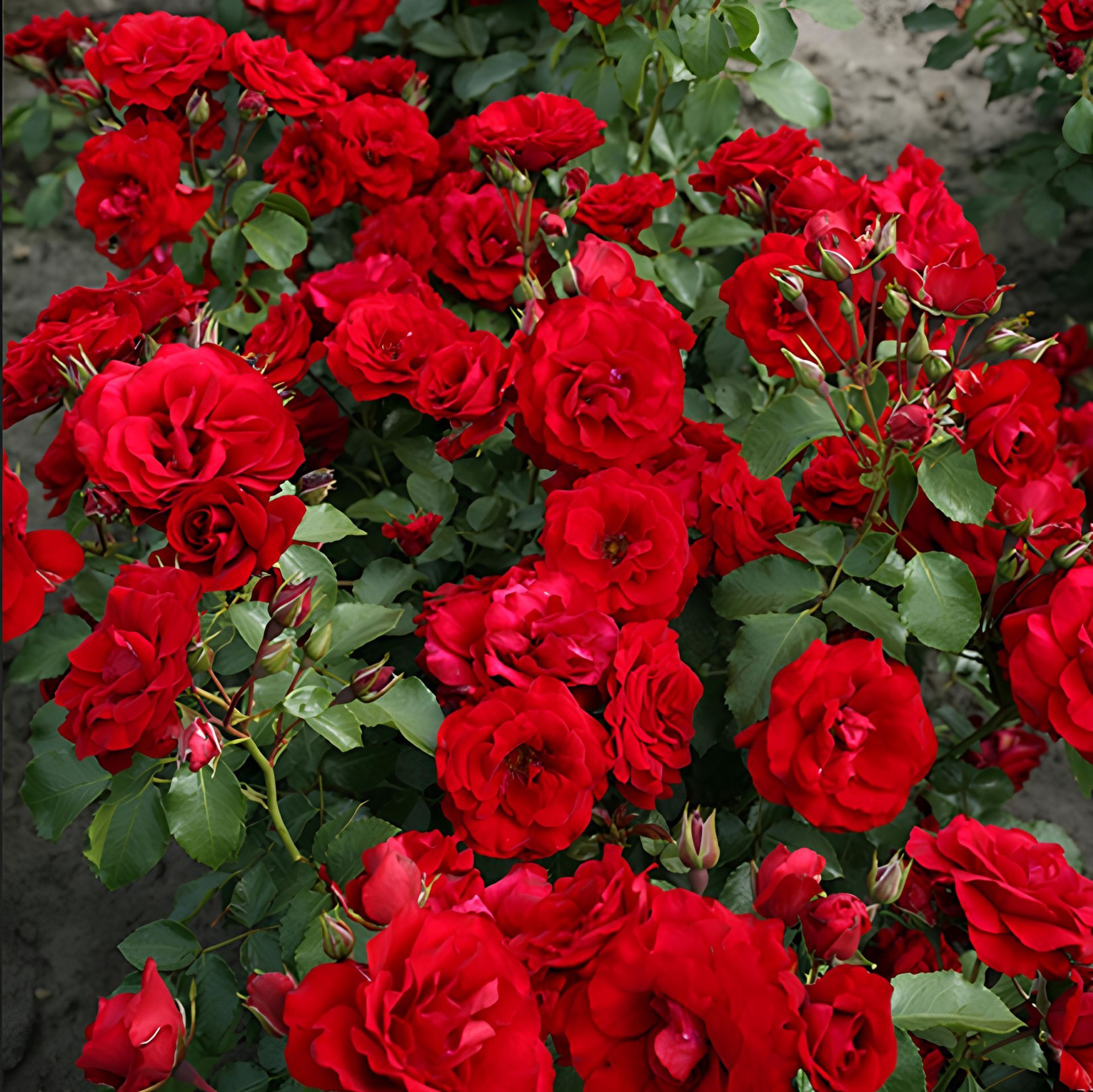 Tüplü Soğuklara Dayanıklı Çok Goncallı Roter Drache Yediveren Gül Fidanı Yayılıcı