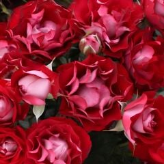 Tüplü Çok Goncalı Özel Rose Der Einheit Yediveren Gül Fidanı