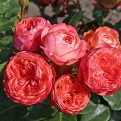 Tüplü Çok Goncalı Soğuklara Dayanıklı Kokulu Pompeji Yediveren Gül Fidanı