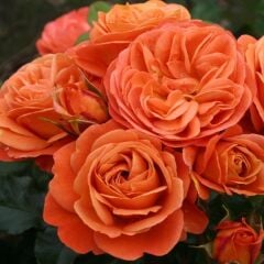 Tüplü Çok Goncalı Yer Örtücü Yayılıcı Phoenix Kokulu Yediveren Kokulu Gül Fidanı