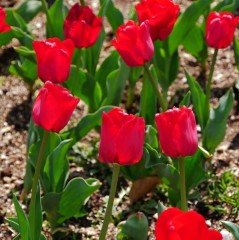 İlle De France Kırmızı Lale Soğanı (5 adet)