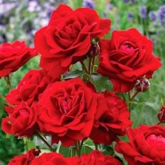 Tüplü Soğuklara Dayanıklı Kırmızı Jugendliebe Kokulu Yediveren Gül Fidanı