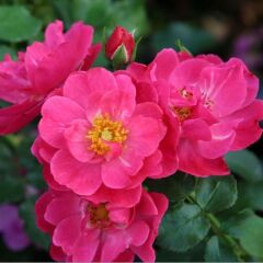 Tüplü Koleksiyonluk Yediveren Hot Line Yer Örtücü Çok Goncalı Persica Gül Fidanı