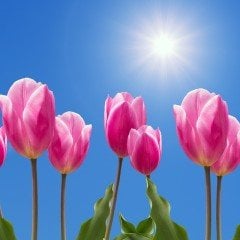 Pink Jinkhe İri Kafa Lale Soğanı (5 adet)