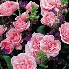 Tüplü Koleksiyonluk Yediveren Home Garden Yer Örtücü Çok Goncalı Gül Fidanı