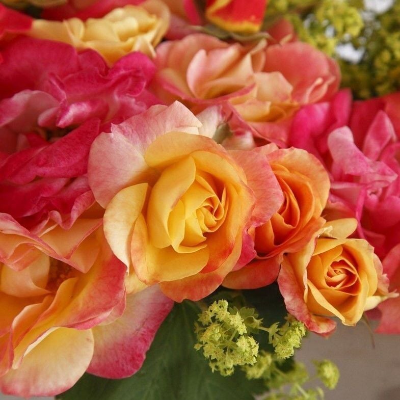 Tüplü Soğuklara Dayanıklı Çok Goncalı Firebird Yediveren Gül Fidanı