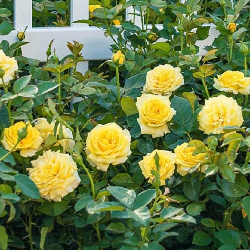 Tüplü Soğuklara Dayanıklı Çok Goncalı Casablanca Sarı Yediveren Gül Fidanı