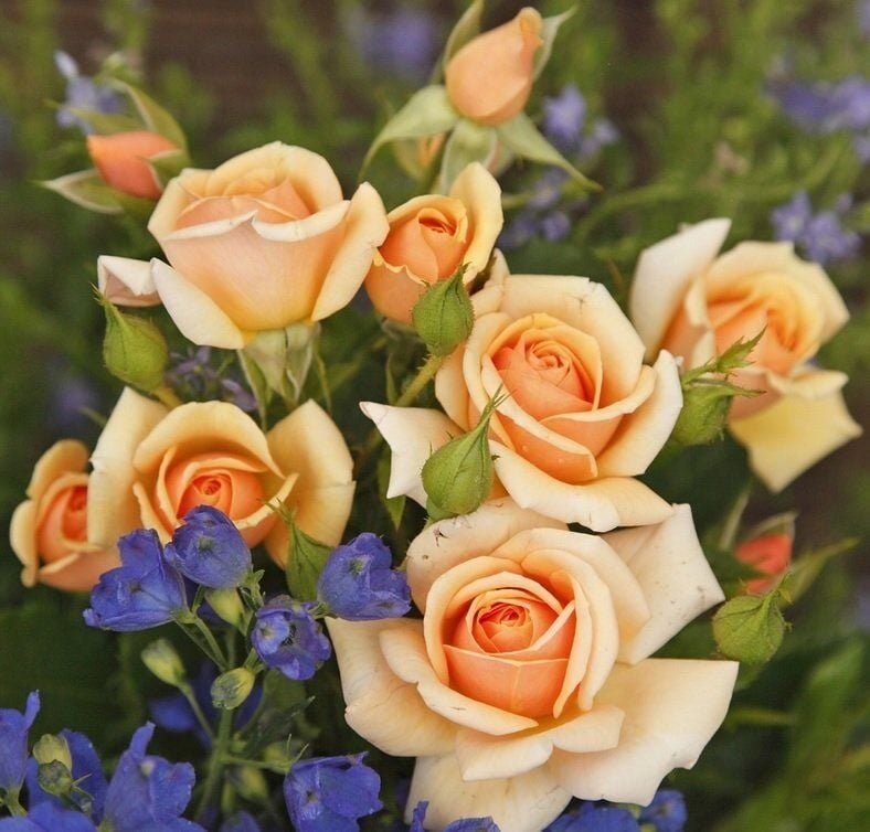 Tüplü Kordes Rosen Kokulu Sweet Honey Gül Fidanı