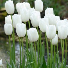 White Marvel Kar Beyaz Lale Soğanı ( 5 soğan)