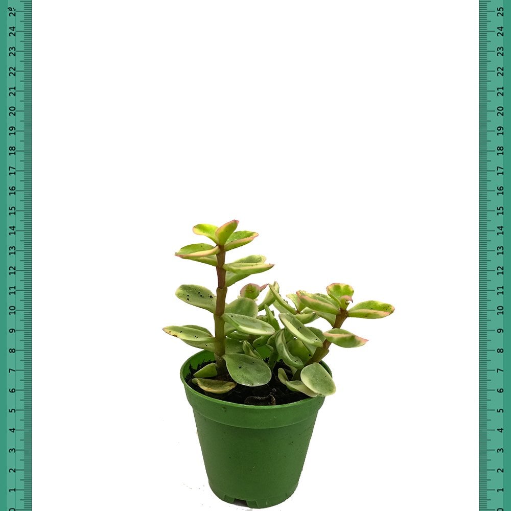 Crassula Yeşil Elmas Afra Sukulent (Mini Saksıda)