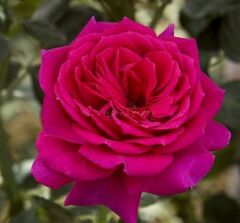 Tüplü İri Goncalı Yoğun Kokulu Yediveren Selin Gül Fidanı