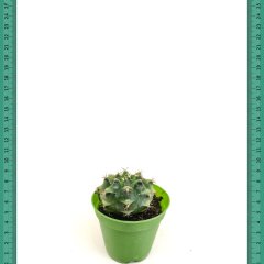 Güneşte Kahverengi Olan Mihanovichii Kahverengi Kaktüs (5.5 Luk Saksıda) (5.5 Luk Saksıda)