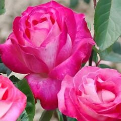 Tüplü Aşılı Rose Dot Pembe Beyaz Yediveren Kokulu Gül Fidanı