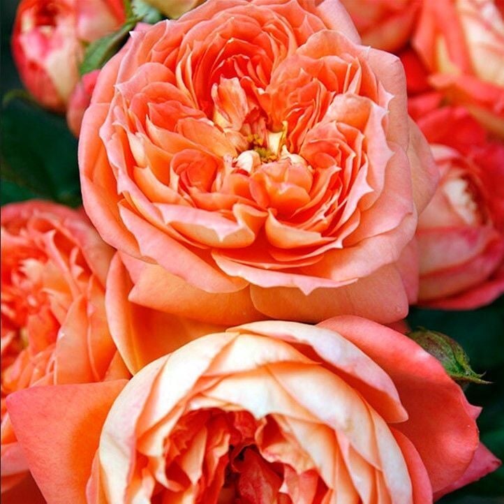 Tüplü Kordes Kokulu Yediveren Koyu Turuncu Queen Of Hearts Gül Fidanı