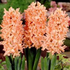 Gpsy Queen Yoğun Kokulu Sümbül Soğanı(3 adet)