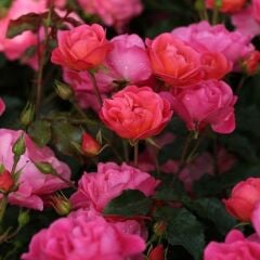 Tüplü Çok Goncalı Kordes Maxi Vita Yediveren Gül Fidanı Yer Örtücü Güller