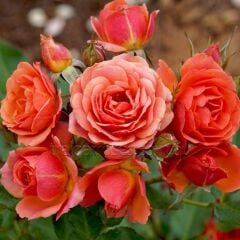 Tüplü Kordes Yediveren Mandarin Çok Goncalı Gül Fidanı